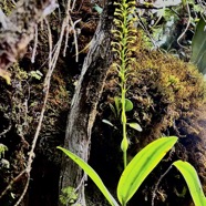 Benthamia nigrescens Schitr..Benthamia erinacea (Cordem) Hermans &P.J.Cribb .orchidaceae.endémique Madagascar.Réunion (1).jpeg